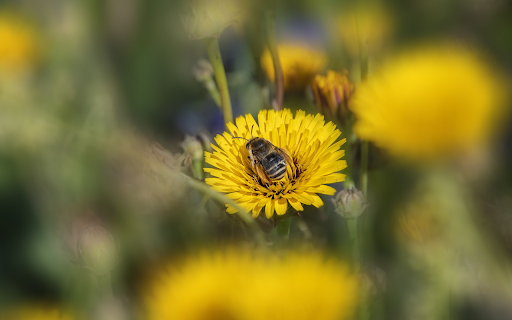 Bees and flies looking for honey from Chrome web store to be run with OffiDocs Chromium online Bees and flies looking for honey from Chrome web store to be run with OffiDocs Chromium online