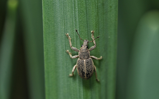 Beetle from Chrome web store to be run with OffiDocs Chromium online Beetle from Chrome web store to be run with OffiDocs Chromium online