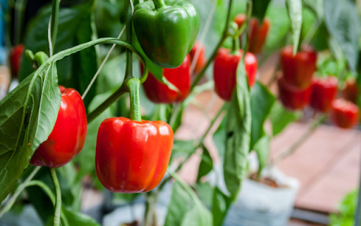 Bell pepper Tree from Chrome web store to be run with OffiDocs Chromium online Bell pepper Tree from Chrome web store to be run with OffiDocs Chromium online
