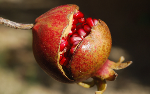 Berry Burst, Ruby Seeds Emerge from Chrome web store to be run with OffiDocs Chromium online Berry Burst, Ruby Seeds Emerge from Chrome web store to be run with OffiDocs Chromium online