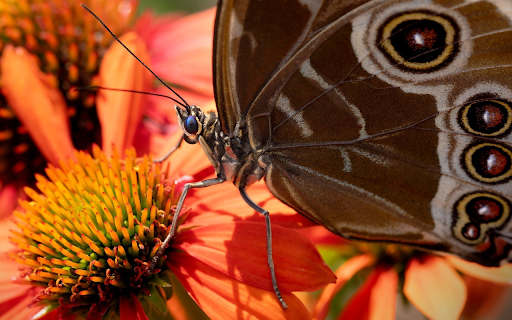 Big butterfly from Chrome web store to be run with OffiDocs Chromium online Big butterfly from Chrome web store to be run with OffiDocs Chromium online