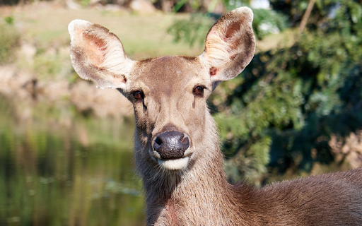 Big Eared Deer from Chrome web store to be run with OffiDocs Chromium online Big Eared Deer from Chrome web store to be run with OffiDocs Chromium online