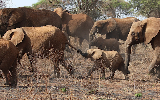 big elephant herd from Chrome web store to be run with OffiDocs Chromium online big elephant herd from Chrome web store to be run with OffiDocs Chromium online