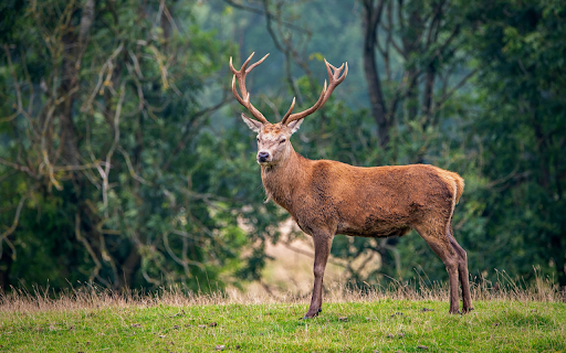 Big Horned Deer from Chrome web store to be run with OffiDocs Chromium online Big Horned Deer from Chrome web store to be run with OffiDocs Chromium online