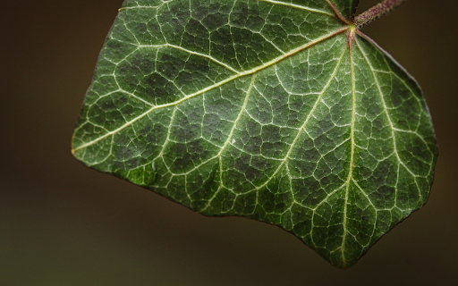 Big leaf from Chrome web store to be run with OffiDocs Chromium online Big leaf from Chrome web store to be run with OffiDocs Chromium online