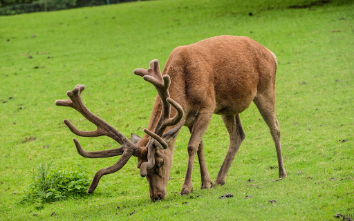 Big moose from Chrome web store to be run with OffiDocs Chromium online Big moose from Chrome web store to be run with OffiDocs Chromium online