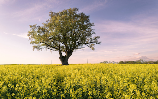 Big Tree in the Field from Chrome web store to be run with OffiDocs Chromium online Big Tree in the Field from Chrome web store to be run with OffiDocs Chromium online