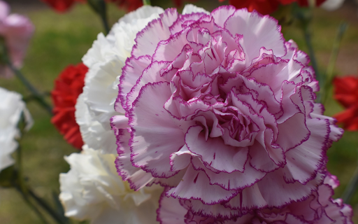 Big white flower from Chrome web store to be run with OffiDocs Chromium online Big white flower from Chrome web store to be run with OffiDocs Chromium online