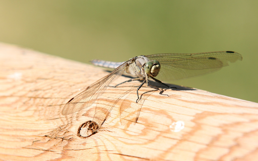 Big Winged Dragonfly from Chrome web store to be run with OffiDocs Chromium online Big Winged Dragonfly from Chrome web store to be run with OffiDocs Chromium online