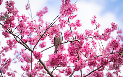 Bird and flower branch from Chrome web store to be run with OffiDocs Chromium online Bird and flower branch from Chrome web store to be run with OffiDocs Chromium online
