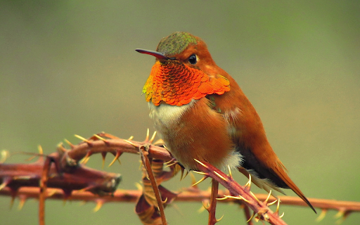 Bird and thorn tree branch from Chrome web store to be run with OffiDocs Chromium online Bird and thorn tree branch from Chrome web store to be run with OffiDocs Chromium online