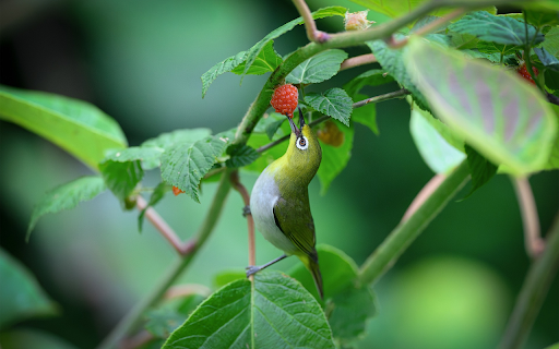 Bird eating ripe fruit from Chrome web store to be run with OffiDocs Chromium online Bird eating ripe fruit from Chrome web store to be run with OffiDocs Chromium online