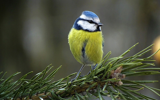 Bird on a pine branch from Chrome web store to be run with OffiDocs Chromium online Bird on a pine branch from Chrome web store to be run with OffiDocs Chromium online