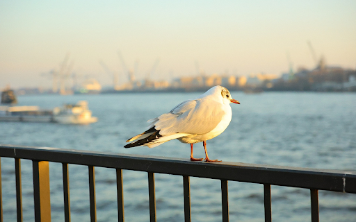 Bird on the Railing from Chrome web store to be run with OffiDocs Chromium online Bird on the Railing from Chrome web store to be run with OffiDocs Chromium online