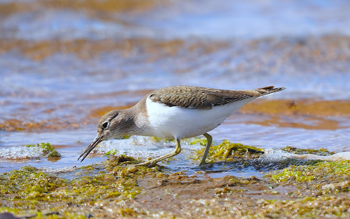 Bird on the shallow lagoon from Chrome web store to be run with OffiDocs Chromium online Bird on the shallow lagoon from Chrome web store to be run with OffiDocs Chromium online