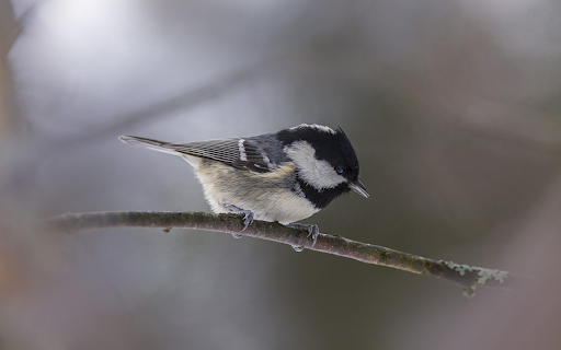 Bird on tree branch from Chrome web store to be run with OffiDocs Chromium online Bird on tree branch from Chrome web store to be run with OffiDocs Chromium online