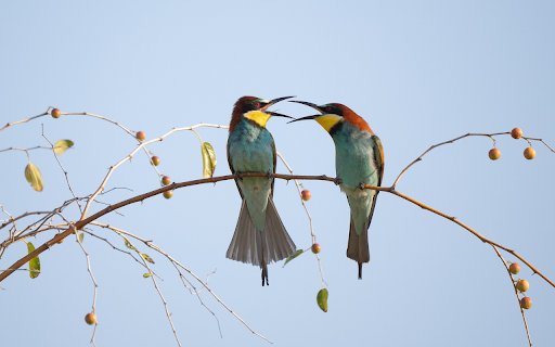 Birds and fruit trees from Chrome web store to be run with OffiDocs Chromium online Birds and fruit trees from Chrome web store to be run with OffiDocs Chromium online