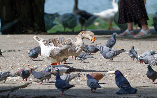 Birds and geese share the yard from Chrome web store to be run with OffiDocs Chromium online Birds and geese share the yard from Chrome web store to be run with OffiDocs Chromium online