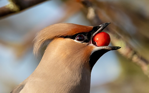 Birds eat red seeds from Chrome web store to be run with OffiDocs Chromium online Birds eat red seeds from Chrome web store to be run with OffiDocs Chromium online