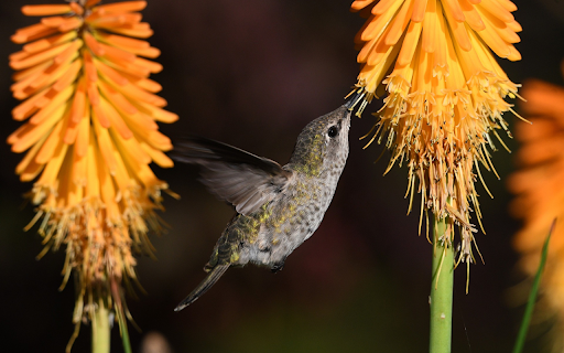Bird sucks honey from Chrome web store to be run with OffiDocs Chromium online Bird sucks honey from Chrome web store to be run with OffiDocs Chromium online