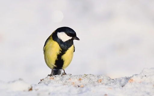 BLACK AND YELLOW BIRD Theme from Chrome web store to be run with OffiDocs Chromium online BLACK AND YELLOW BIRD Theme from Chrome web store to be run with OffiDocs Chromium online