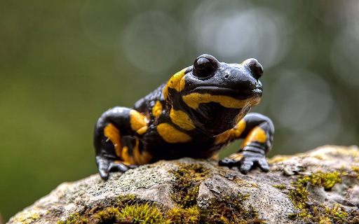 black and yellow frog from Chrome web store to be run with OffiDocs Chromium online black and yellow frog from Chrome web store to be run with OffiDocs Chromium online