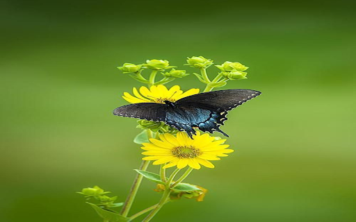 black butterflies perched on yellow flowers Wallpaper from Chrome web store to be run with OffiDocs Chromium online black butterflies perched on yellow flowers Wallpaper from Chrome web store to be run with OffiDocs Chromium online