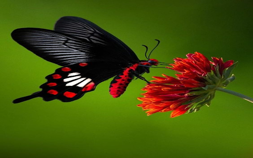 Black butterfly and red flower wallpaper from Chrome web store to be run with OffiDocs Chromium online Black butterfly and red flower wallpaper from Chrome web store to be run with OffiDocs Chromium online