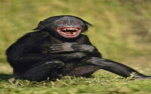 black chimpanzee wallpaper from Chrome web store to be run with OffiDocs Chromium online black chimpanzee wallpaper from Chrome web store to be run with OffiDocs Chromium online