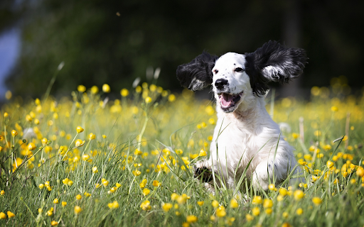 Black eared dog from Chrome web store to be run with OffiDocs Chromium online Black eared dog from Chrome web store to be run with OffiDocs Chromium online