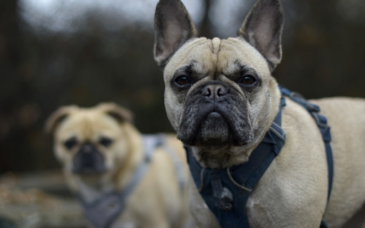 Black faced dog from Chrome web store to be run with OffiDocs Chromium online Black faced dog from Chrome web store to be run with OffiDocs Chromium online