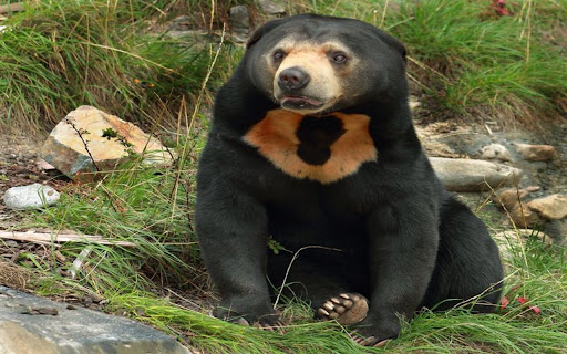 black furry bear wallpaperr from Chrome web store to be run with OffiDocs Chromium online black furry bear wallpaperr from Chrome web store to be run with OffiDocs Chromium online