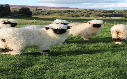 Black Nose Sheep Wallpaper from Chrome web store to be run with OffiDocs Chromium online Black Nose Sheep Wallpaper from Chrome web store to be run with OffiDocs Chromium online