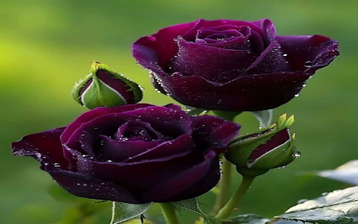 Black Rose Wallpaper from Chrome web store to be run with OffiDocs Chromium online Black Rose Wallpaper from Chrome web store to be run with OffiDocs Chromium online