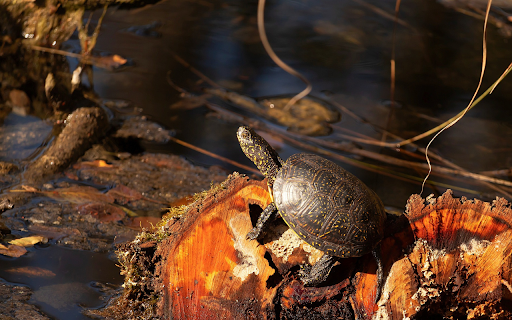 Black turtle in the middle of the lagoon from Chrome web store to be run with OffiDocs Chromium online Black turtle in the middle of the lagoon from Chrome web store to be run with OffiDocs Chromium online
