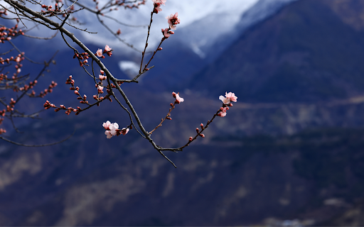 Blossoms in the Mountains from Chrome web store to be run with OffiDocs Chromium online Blossoms in the Mountains from Chrome web store to be run with OffiDocs Chromium online