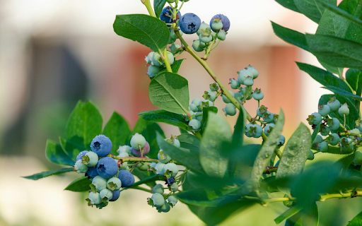 Blueberry tree with lots of fruit from Chrome web store to be run with OffiDocs Chromium online Blueberry tree with lots of fruit from Chrome web store to be run with OffiDocs Chromium online
