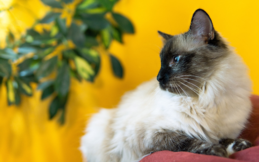 Blue eyed Siamese cat from Chrome web store to be run with OffiDocs Chromium online Blue eyed Siamese cat from Chrome web store to be run with OffiDocs Chromium online