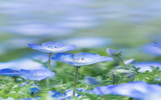 blue Forget me not flower wallpaper from Chrome web store to be run with OffiDocs Chromium online blue Forget me not flower wallpaper from Chrome web store to be run with OffiDocs Chromium online