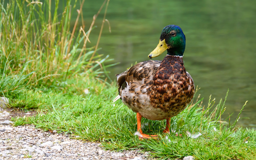 Blue necked duck by the lake from Chrome web store to be run with OffiDocs Chromium online Blue necked duck by the lake from Chrome web store to be run with OffiDocs Chromium online