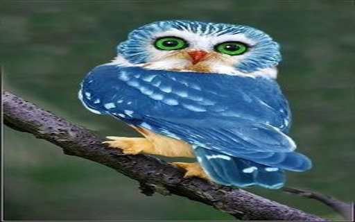 Blue owl wallpaper from Chrome web store to be run with OffiDocs Chromium online Blue owl wallpaper from Chrome web store to be run with OffiDocs Chromium online