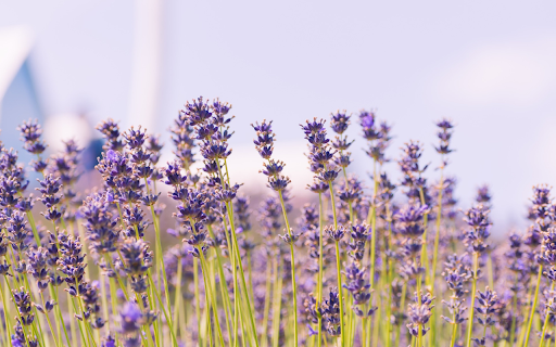 Blue sky and purple flowers from Chrome web store to be run with OffiDocs Chromium online Blue sky and purple flowers from Chrome web store to be run with OffiDocs Chromium online