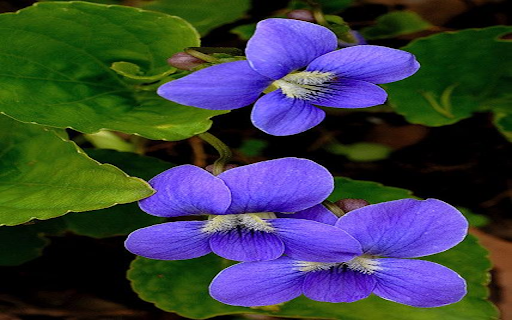 Blue violet wallpaper from Chrome web store to be run with OffiDocs Chromium online Blue violet wallpaper from Chrome web store to be run with OffiDocs Chromium online