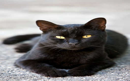 Bombay cat wallpapers from Chrome web store to be run with OffiDocs Chromium online Bombay cat wallpapers from Chrome web store to be run with OffiDocs Chromium online