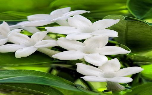 Bouvardia Flowers wallpaper from Chrome web store to be run with OffiDocs Chromium online Bouvardia Flowers wallpaper from Chrome web store to be run with OffiDocs Chromium online