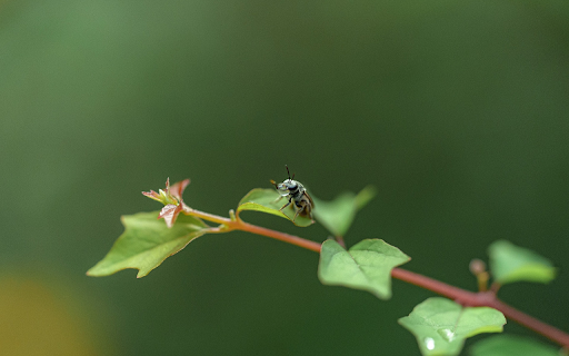 Branches and Insects from Chrome web store to be run with OffiDocs Chromium online Branches and Insects from Chrome web store to be run with OffiDocs Chromium online