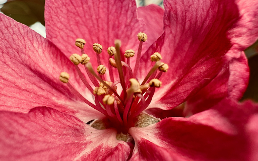 Bright Pink Flower from Chrome web store to be run with OffiDocs Chromium online Bright Pink Flower from Chrome web store to be run with OffiDocs Chromium online
