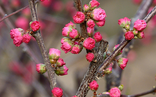 Bright Pink Peach Blossoms from Chrome web store to be run with OffiDocs Chromium online Bright Pink Peach Blossoms from Chrome web store to be run with OffiDocs Chromium online