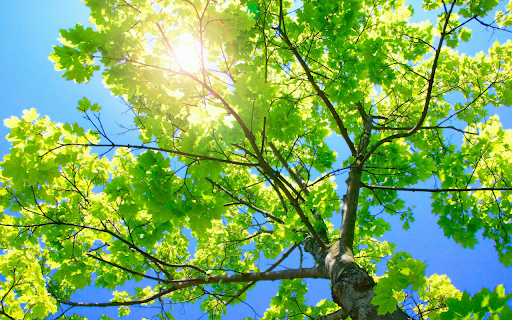Bright sunlight from Chrome web store to be run with OffiDocs Chromium online Bright sunlight from Chrome web store to be run with OffiDocs Chromium online