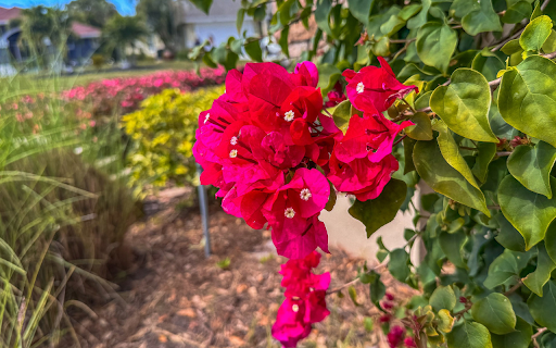 brilliant flower branches from Chrome web store to be run with OffiDocs Chromium online brilliant flower branches from Chrome web store to be run with OffiDocs Chromium online